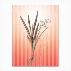 Gladiolus Xanthospilus Vintage Botanical in Peach Fuzz Awning Stripes Pattern n.0238 Canvas Print