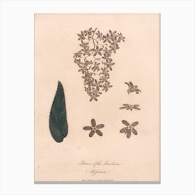 Flower Of The Banskia Abissinica (1789), James Heath Canvas Print