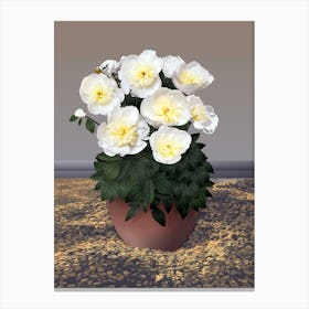 White Peony Flowers In The Old Pot On Gravel Canvas Print