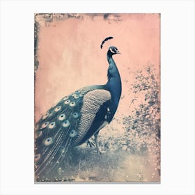Pink & Blue Peacock Cyanotype Style 4 Canvas Print