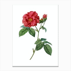 Vintage Apothecary Rose Botanical Illustration on Pure White n.0618 Canvas Print