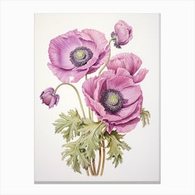Anemones Flower Vintage Botanical 0 Canvas Print