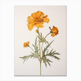 Pressed Flower Botanical Art Marigold 2 Canvas Print