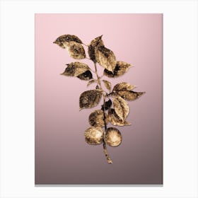 Gold Botanical Briancon Apricot on Rose Quartz n.4041 Canvas Print