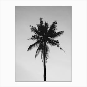 Silhouette Of Palm Tree Canvas Print