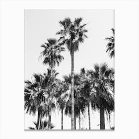 Palm Trees In Black And White Canvas Print