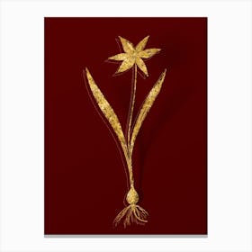 Vintage Tulipa Celsiana Botanical in Gold on Red n.0112 Canvas Print