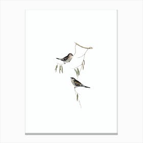 Vintage Plain Coloured Finch Bird Illustration on Pure White n.0367 Canvas Print