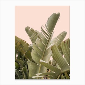 Tropical Leaves On Pastel 2 Canvas Print