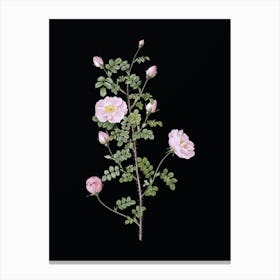 Vintage Pink Scotch Briar Rose Botanical Illustration on Solid Black n.0572 Canvas Print