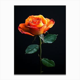 Orange Rose 4 Canvas Print