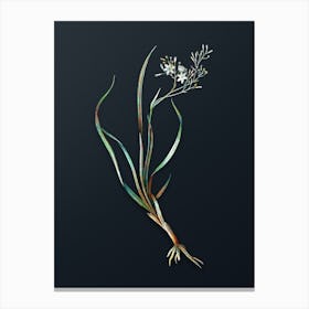 Vintage Phalangium Bicolor Botanical Watercolor Illustration on Dark Teal Blue n.0193 Canvas Print