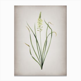 Vintage Wild Asparagus Botanical on Parchment n.0402 Canvas Print
