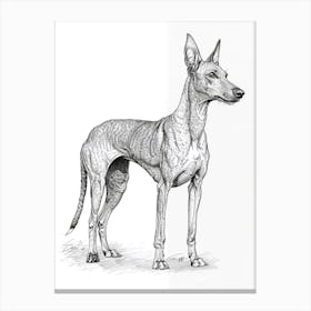 Pharaoh Hound Dog Line Sketch 2 Canvas Print