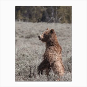 Bear Standing Up Canvas Print