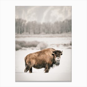 Rustic Winter Bison Canvas Print
