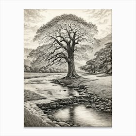 highly detailed pencil sketch of oak tree next to stream, mountain background 10 Canvas Print