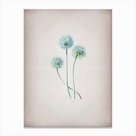 Vintage Blue Leek Flower Branch Botanical on Parchment n.0818 Canvas Print