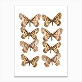 Two Rows Of Butterflies Canvas Print