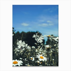 Field Of Daisies Canvas Print