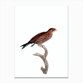 Vintage Little Lilac Breasted Roller Bird Illustration on Pure White Canvas Print