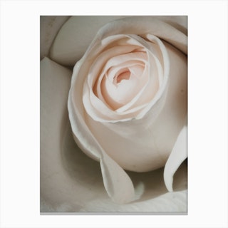 Pale Pink Rose Close Up Canvas Print