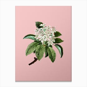Vintage Shipova Botanical on Soft Pink n.0685 Canvas Print