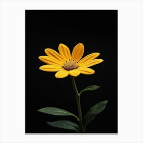 Single Yellow Daisy 1 Canvas Print