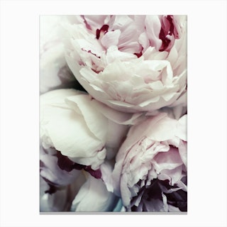 Peonies  I Canvas Print