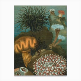 Vintage Painting Sea Urchins Canvas Print