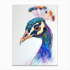 Peacock Portrait Sketch 5 Canvas Print