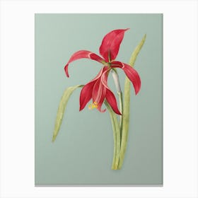 Vintage Amaryllis Botanical Art on Mint Green n.0234 Canvas Print