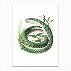 Grass Snake 1 Vintage Canvas Print