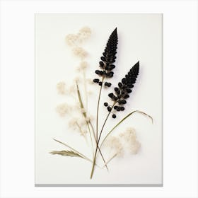 Pressed Wildflower Botanical Art Black Cohosh 3 Canvas Print