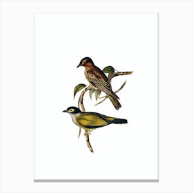 Vintage Australian Figbird Bird Illustration on Pure White n.0347 Canvas Print
