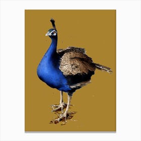 The Peacock On Burnt Gold Canvas Print