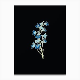 Vintage Shewy Delphinium Flower Botanical Illustration on Solid Black n.0425 Canvas Print