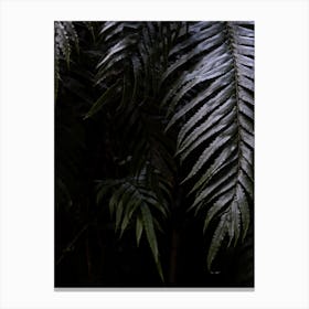 Fern leaves in New Zealand jungle Canvas Print