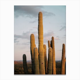 Sunset Behind Cactus Canvas Print