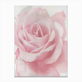 Pink Rose Canvas Print