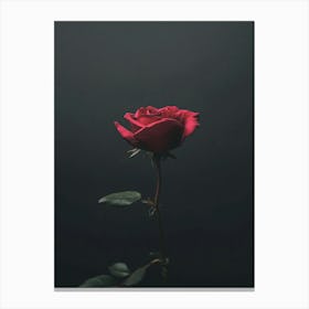 Dark Rose 77 Canvas Print