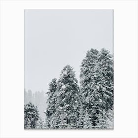 Snowy Trees In Winter Canvas Print