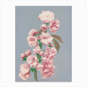 Beautiful Photomechanical Prints Of White Irises, Ogawa Kazumasa Canvas Print