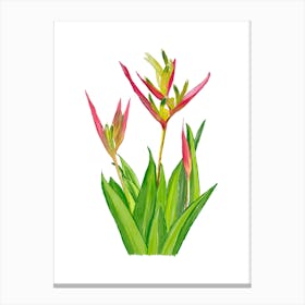 Vibrant pink and green Heliconia Tropical Flowers and leaves in Watercolor faded 1 Canvas Print