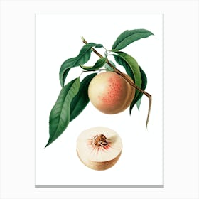 Vintage Peach Botanical Illustration on Pure White 1 Canvas Print
