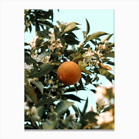 Greek Orange Blossom Canvas Print