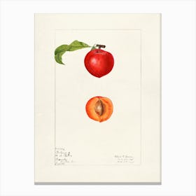 Apricot Canvas Print