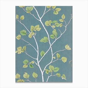 Quaking Aspen 3 tree Vintage Botanical Canvas Print