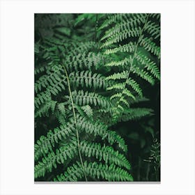 Ferns II Canvas Print