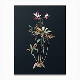 Vintage Lily of the Incas Botanical Watercolor Illustration on Dark Teal Blue n.0390 Canvas Print